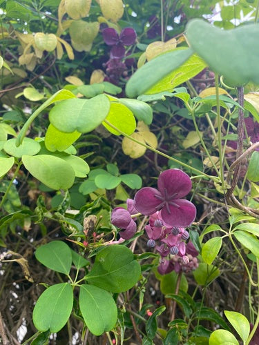 Akébie — Bild 3