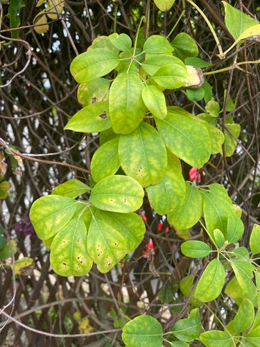 Akébie — Bild 2