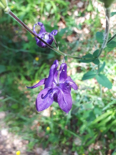 Ancolie — Bild 3