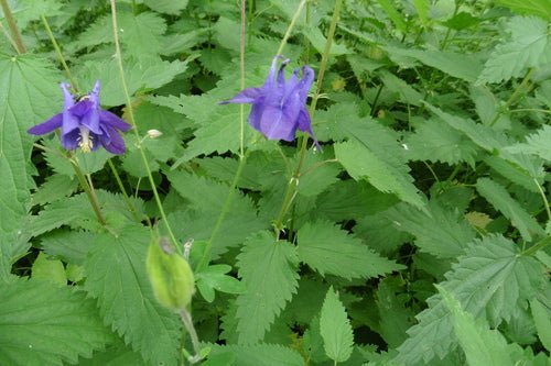 Ancolie — Bild 2