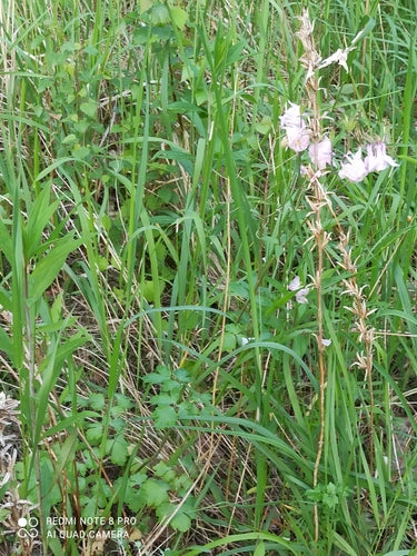 Ancolie — Bild 5