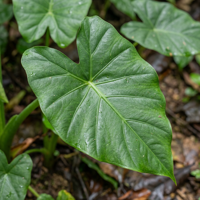 Alocasia (feuille de flèche) (Alocasia cucullata), illustration IA