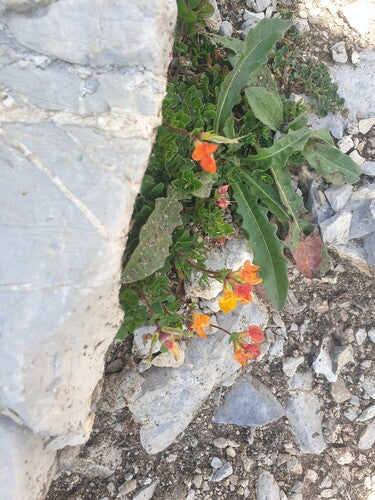 Trèfle de corne des Alpes — photo 3 sur 6