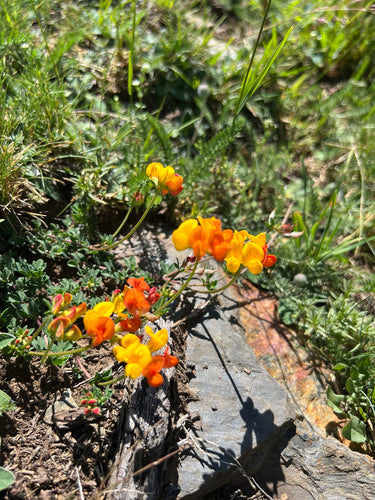 Trèfle de corne des Alpes — photo 4 sur 6