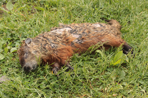 Marmotte alpine — Bild 5