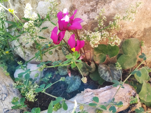 Cyclamen — Bild 4