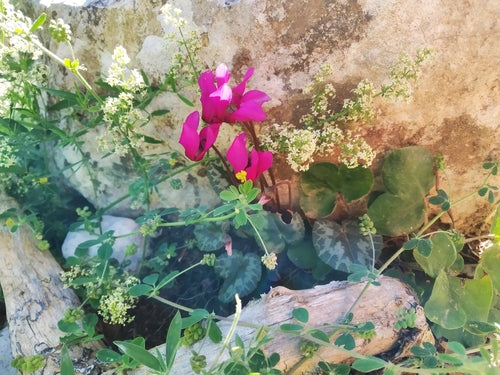 Cyclamen — Bild 3