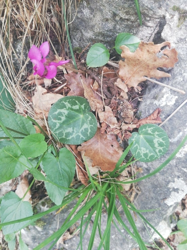 Cyclamen — photo 5 sur 47