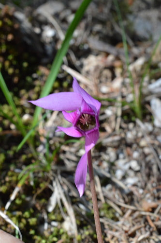 Cyclamen — photo 4 sur 47