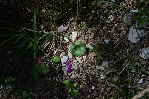 Cyclamen — photo 3 sur 47