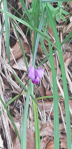 Cyclamen — Bild 1