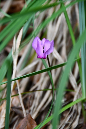 Cyclamen — Bild 2