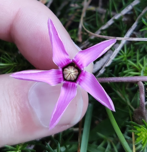 Cyclamen — Bild 5