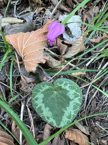Cyclamen — photo 2 sur 47