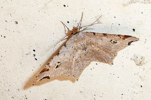 Alternaria — Bild 2