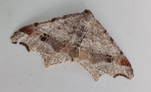 Alternaria — Bild 3