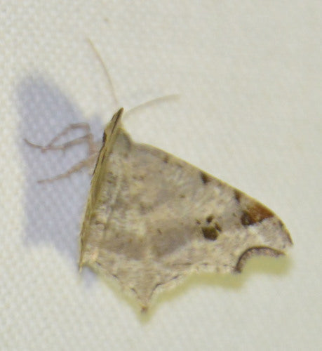 Alternaria — Bild 1