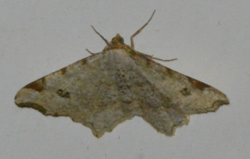 Alternaria — Bild 4