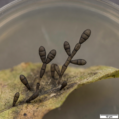 Alternaria alternata