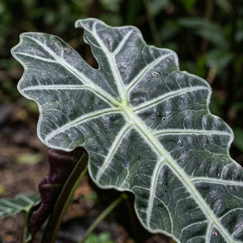 Amazonas-Alokasie (Alocasia amazonica), illustration IA