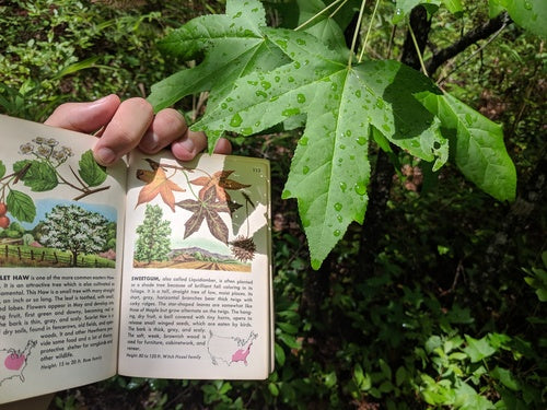 Arbre à gomme douce — Bild 3