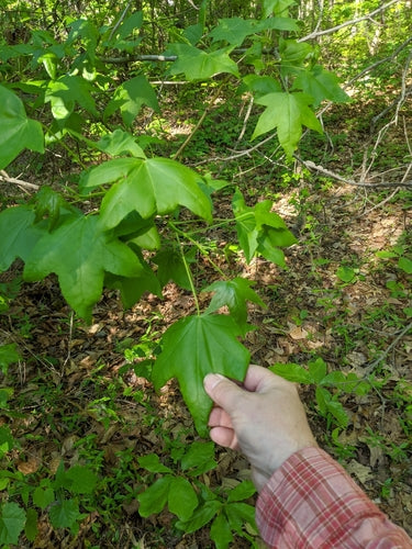 Arbre à gomme douce — Bild 5