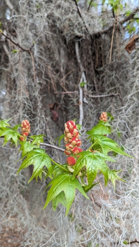 Arbre à gomme douce — Bild 2