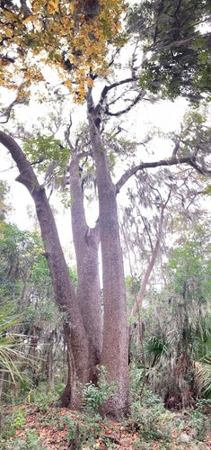 Arbre à gomme douce — Bild 4