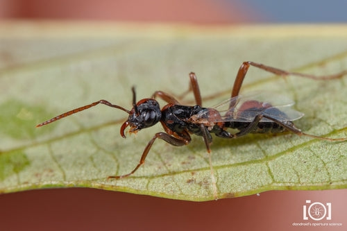 Naturaufnahme - Bild 2