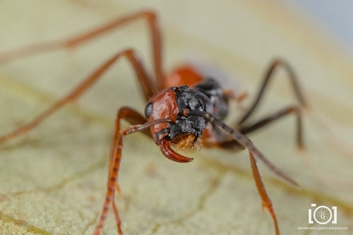 Naturaufnahme - Bild 5