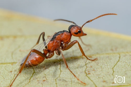 Fourmis — Bild 5