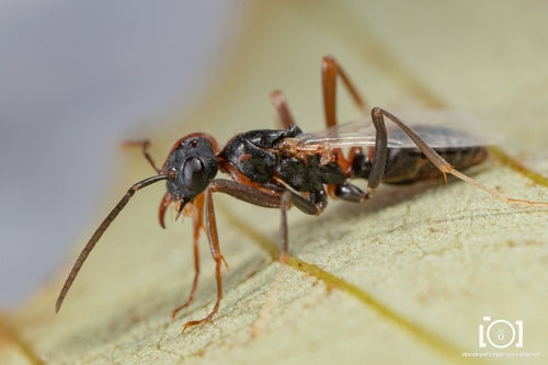 Fourmis — Bild 4