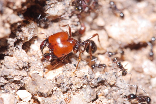 Fourmis — Bild 3