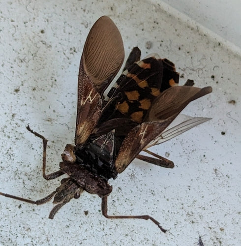 Punaise du pin américain — Bild 5