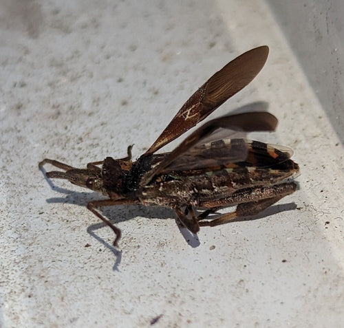 Punaise du pin américain — Bild 3