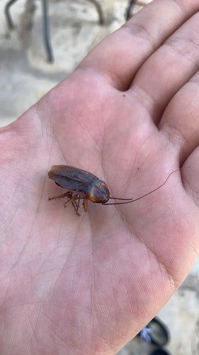 Blatte américaine — Bild 3