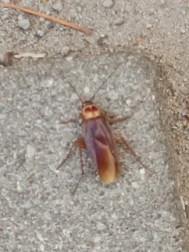 Blatte américaine — Bild 2