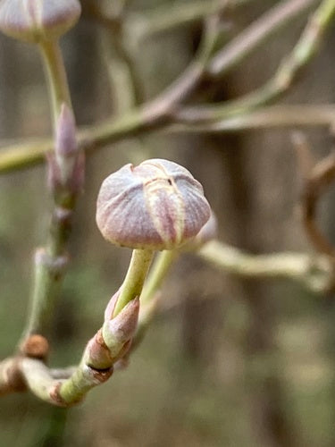 Cornouiller fleuri américain — Bild 3