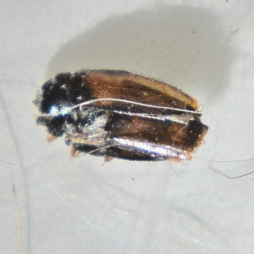 Coléoptère américain — photo 3 sur 24