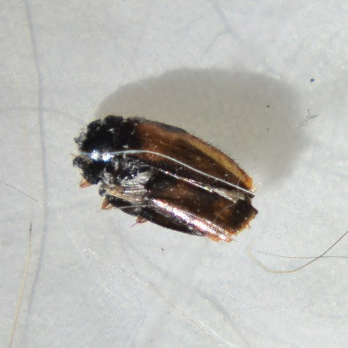 Coléoptère américain — photo 2 sur 24