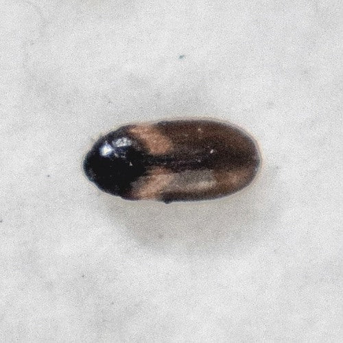 Coléoptère américain — photo 4 sur 24