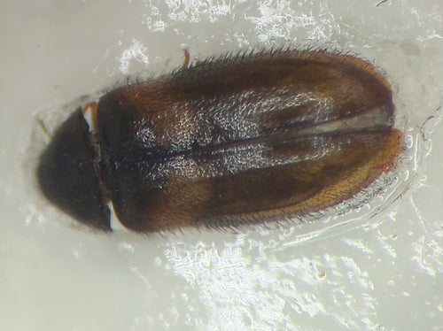 Coléoptère américain — Bild 4