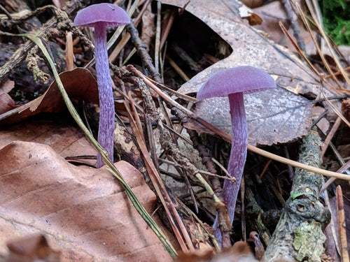 Entonnoir en laque améthyste — Bild 2