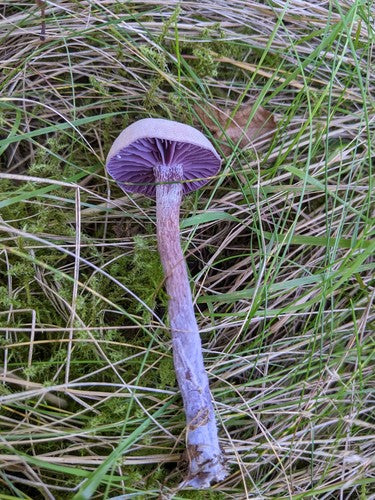 Entonnoir en laque améthyste — Bild 5