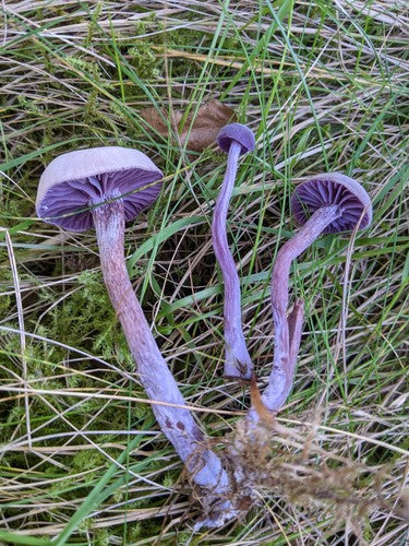 Entonnoir en laque améthyste — Bild 4
