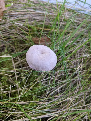 Entonnoir en laque améthyste — Bild 3