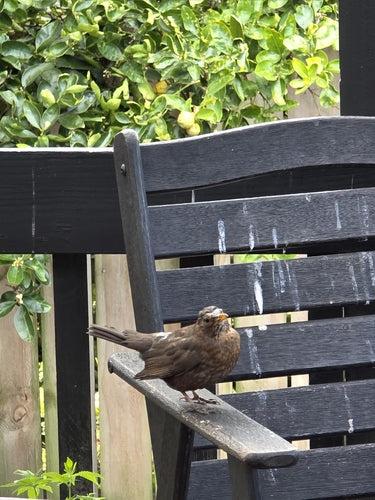 merle — Bild 4