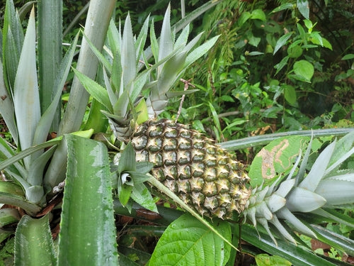ananas — Bild 1