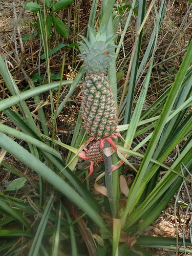 ananas — Bild 5