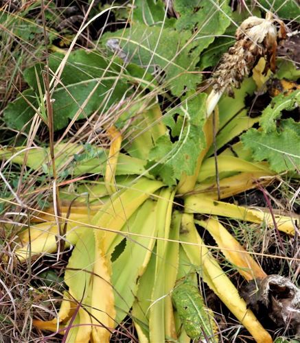 Fleur d'ananas — Bild 3